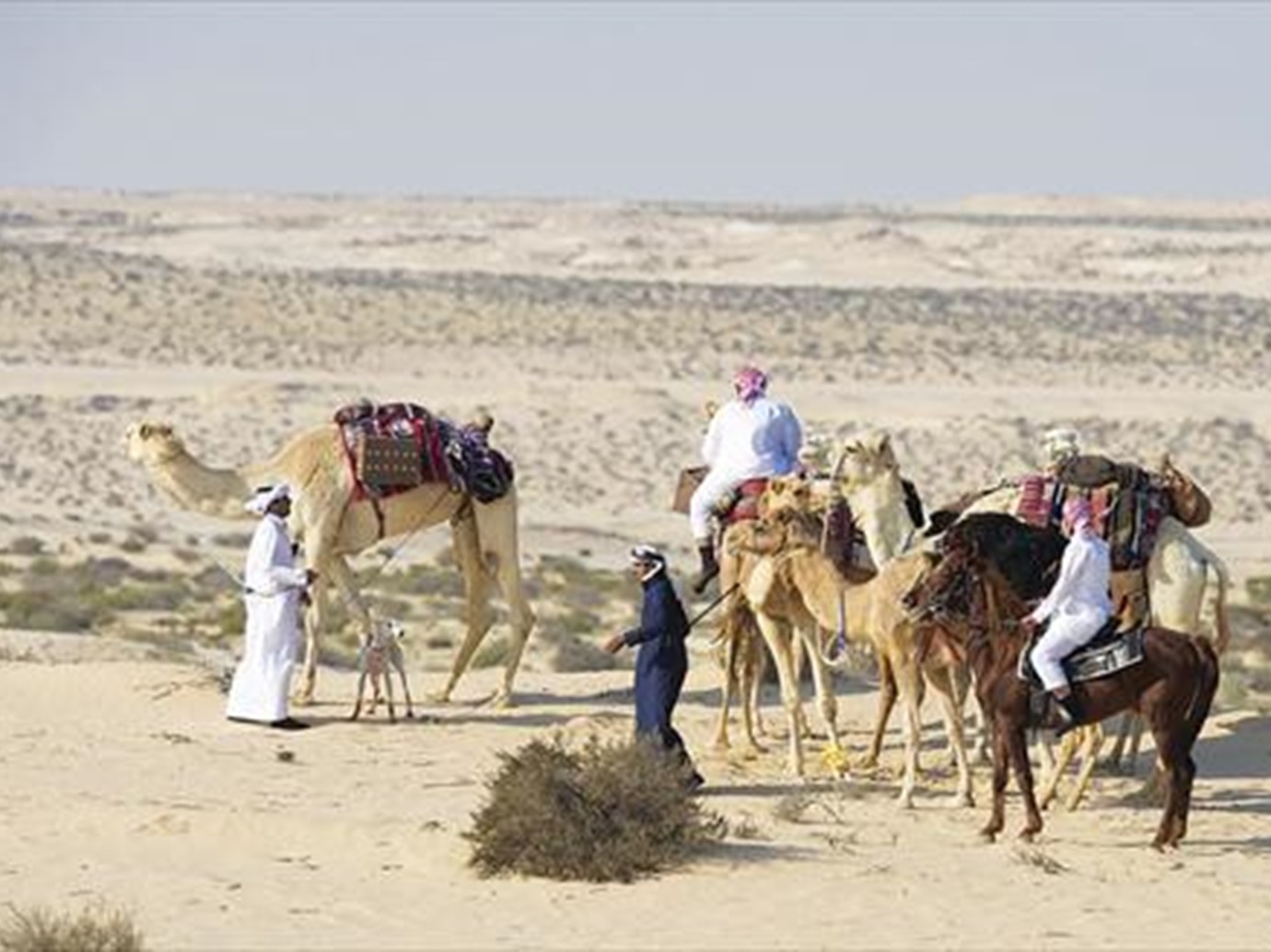 alarab