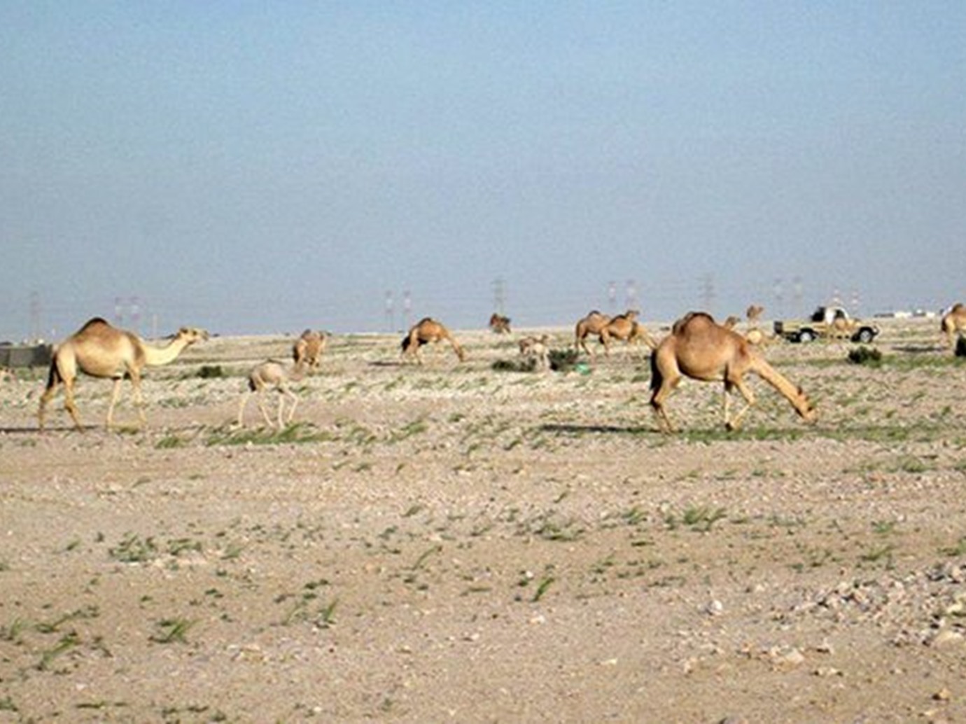 alarab