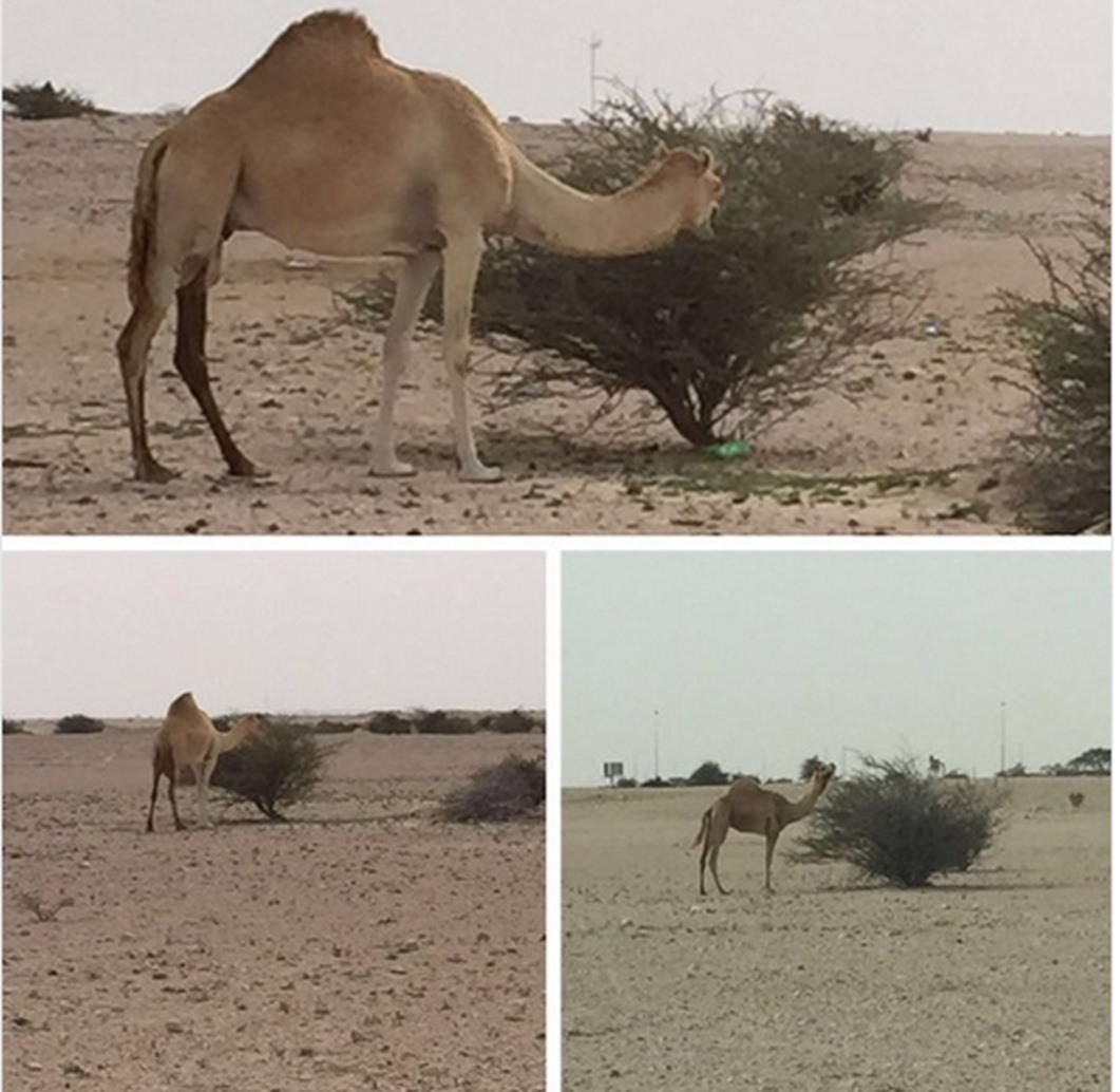 alarab