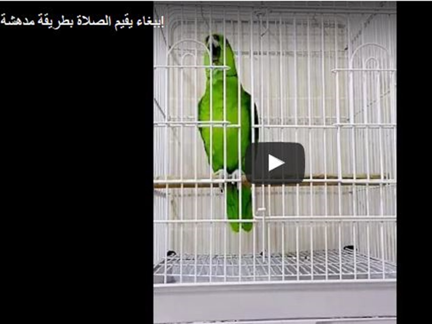 alarab