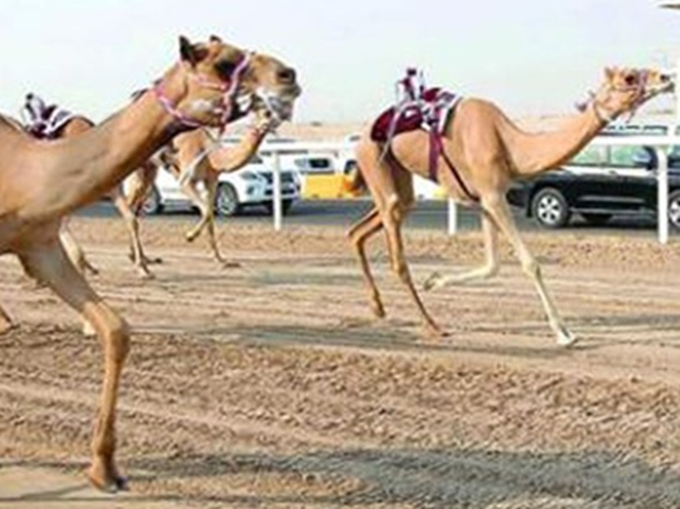 alarab