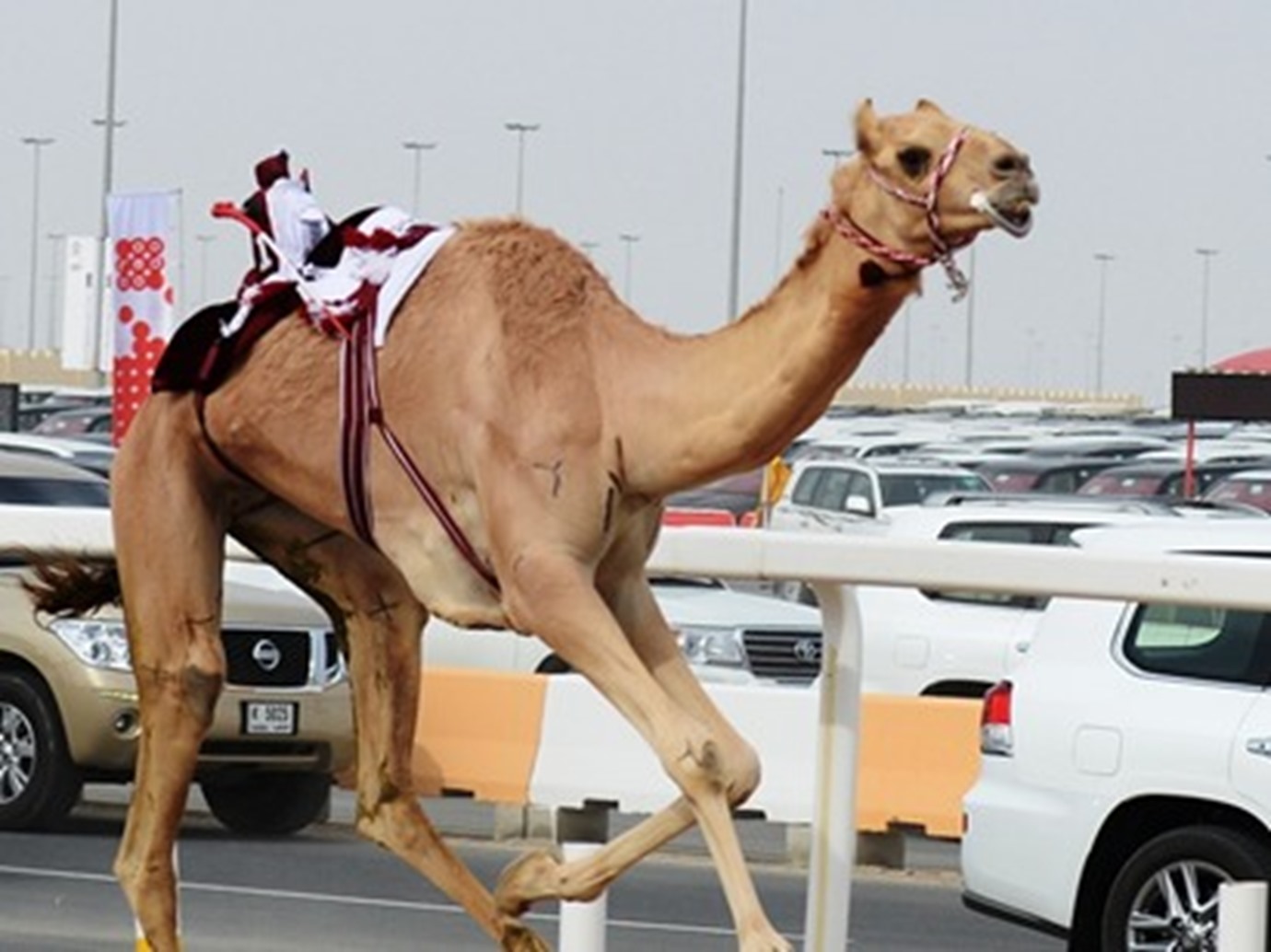 alarab