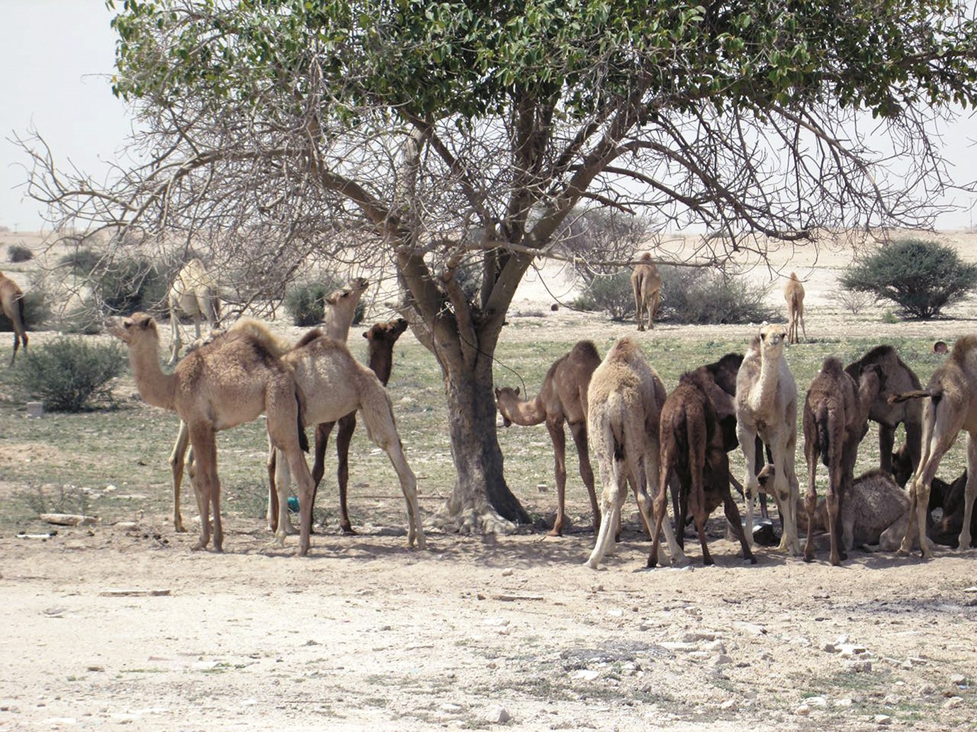 alarab