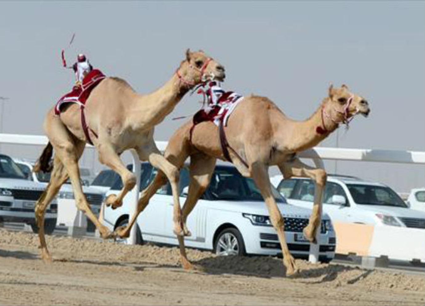 alarab