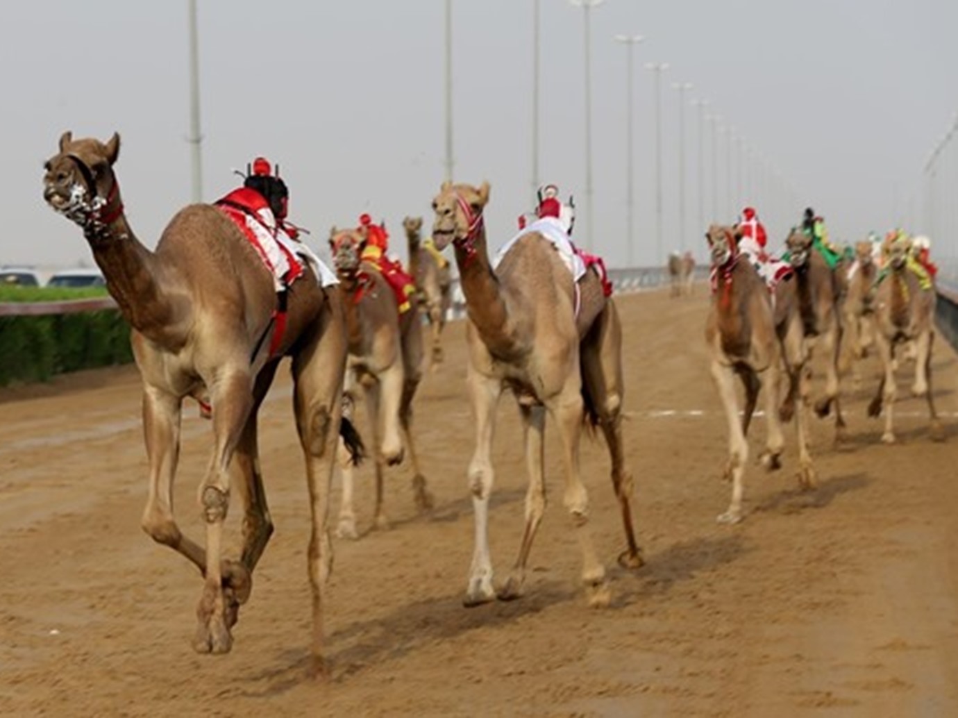 alarab