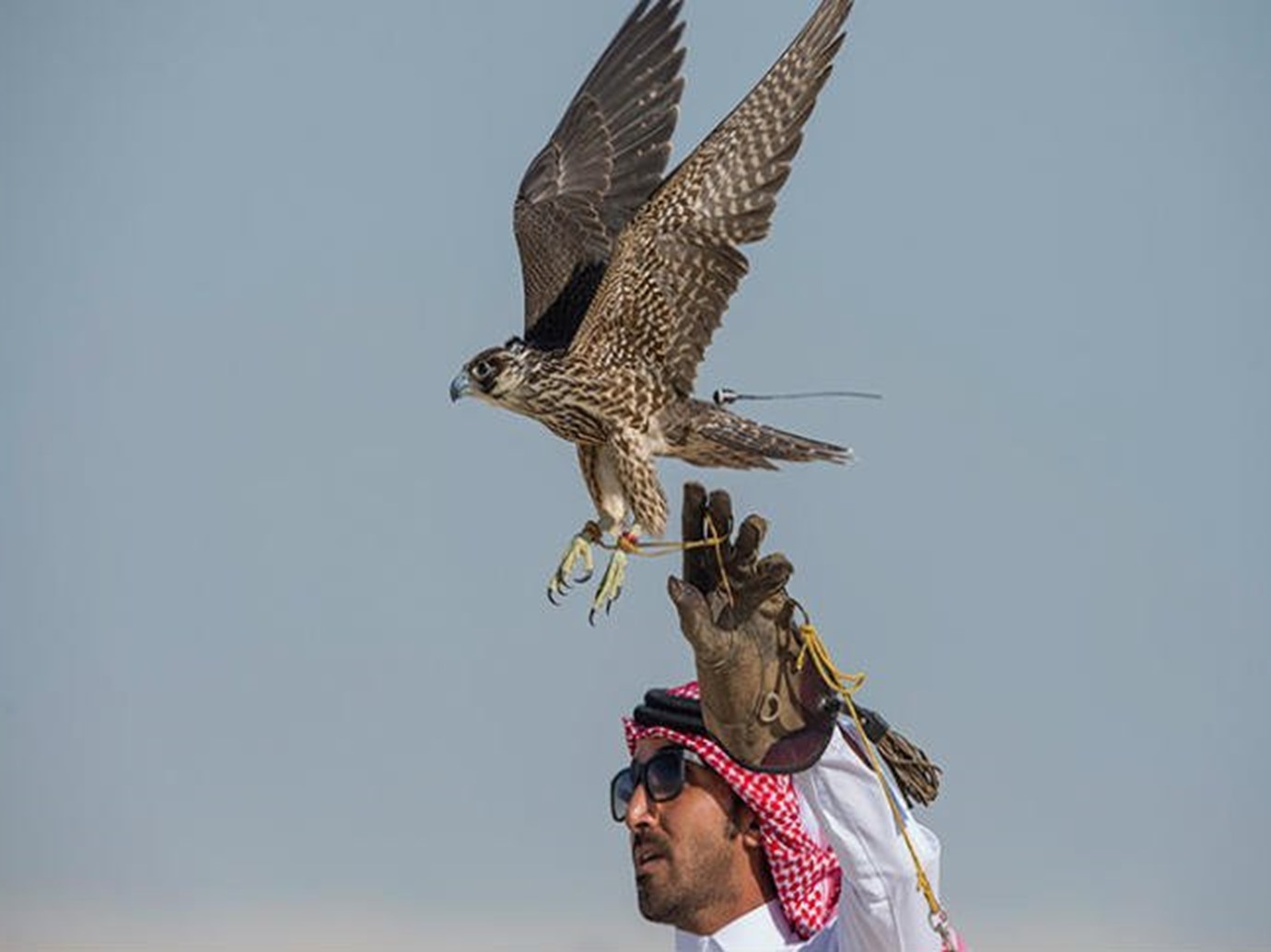 alarab