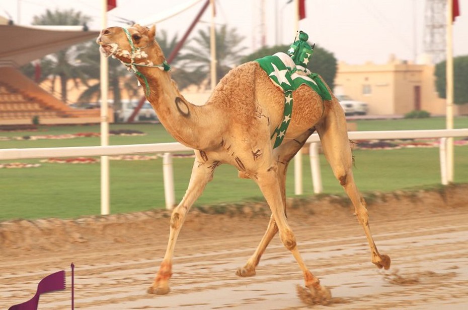 alarab