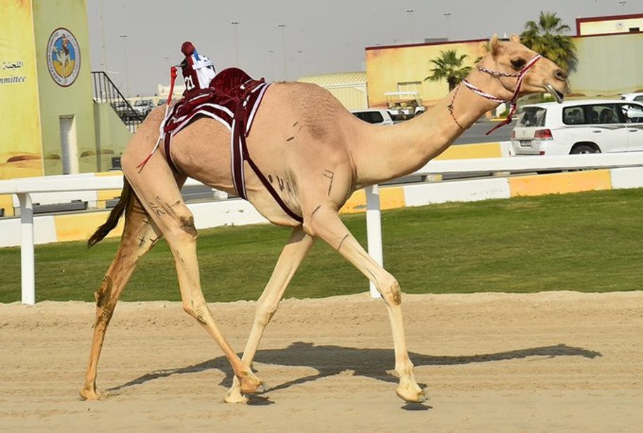alarab