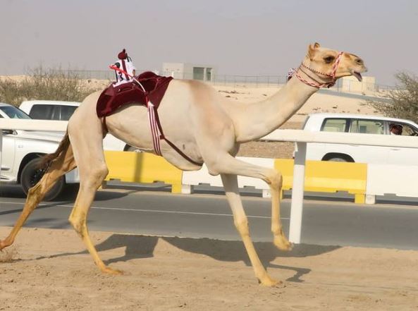 alarab