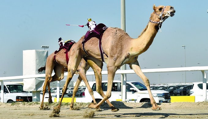 alarab