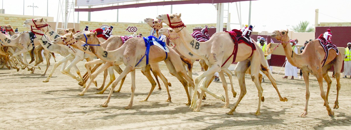 alarab