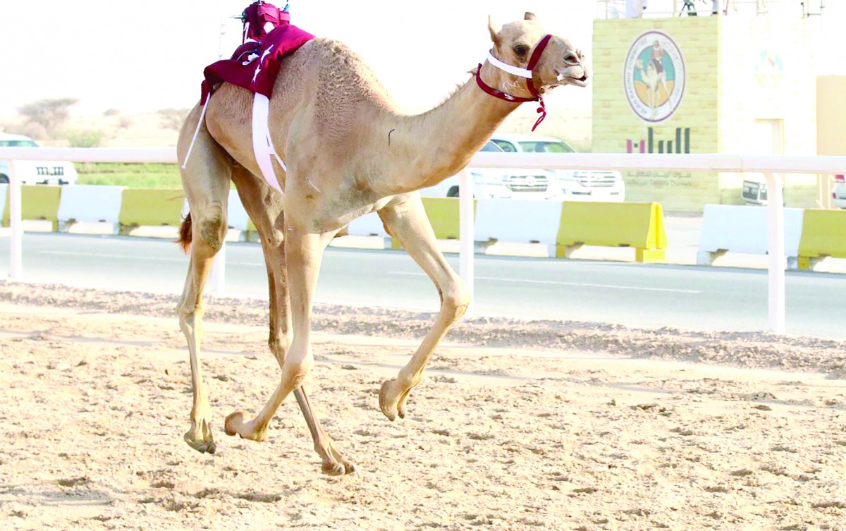 alarab