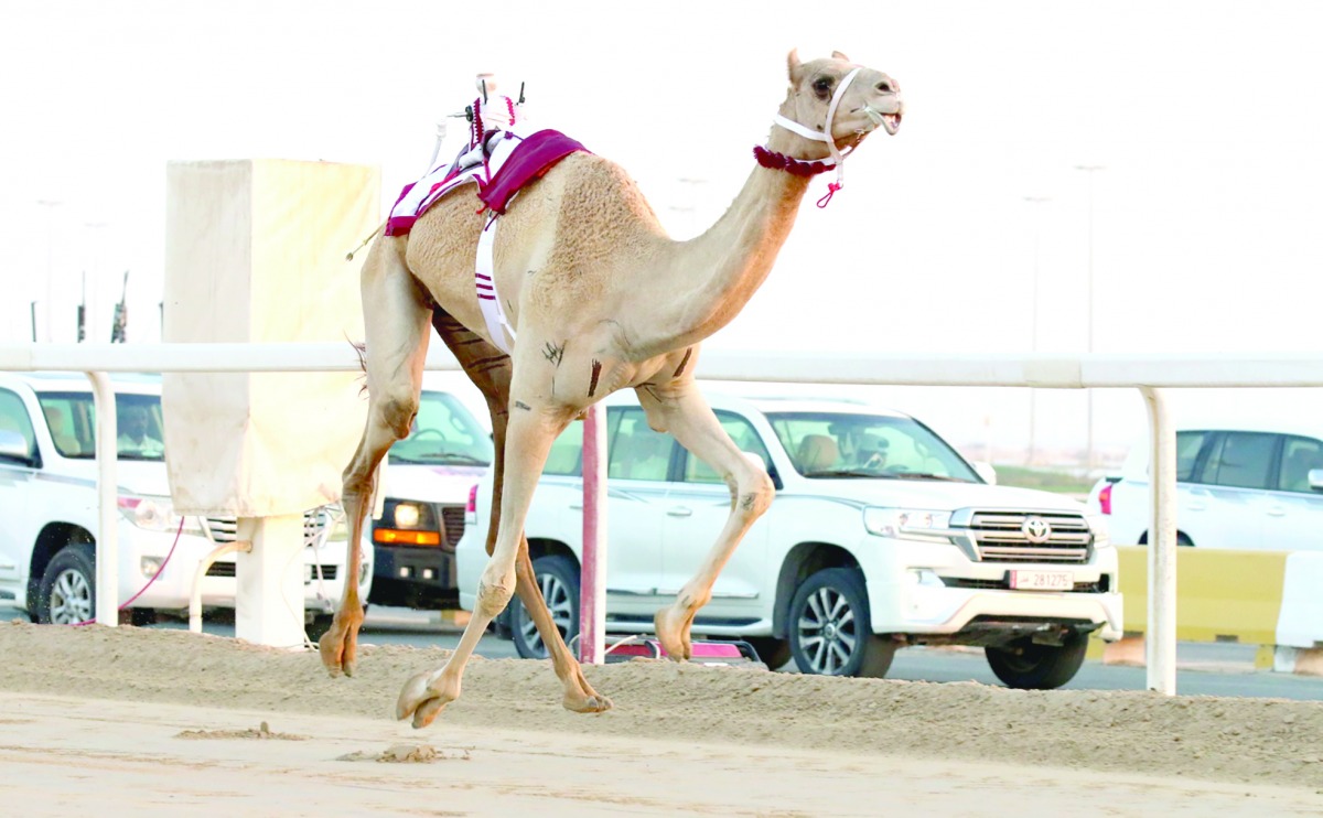 alarab