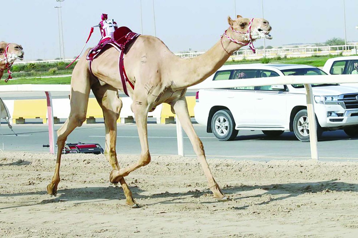 alarab