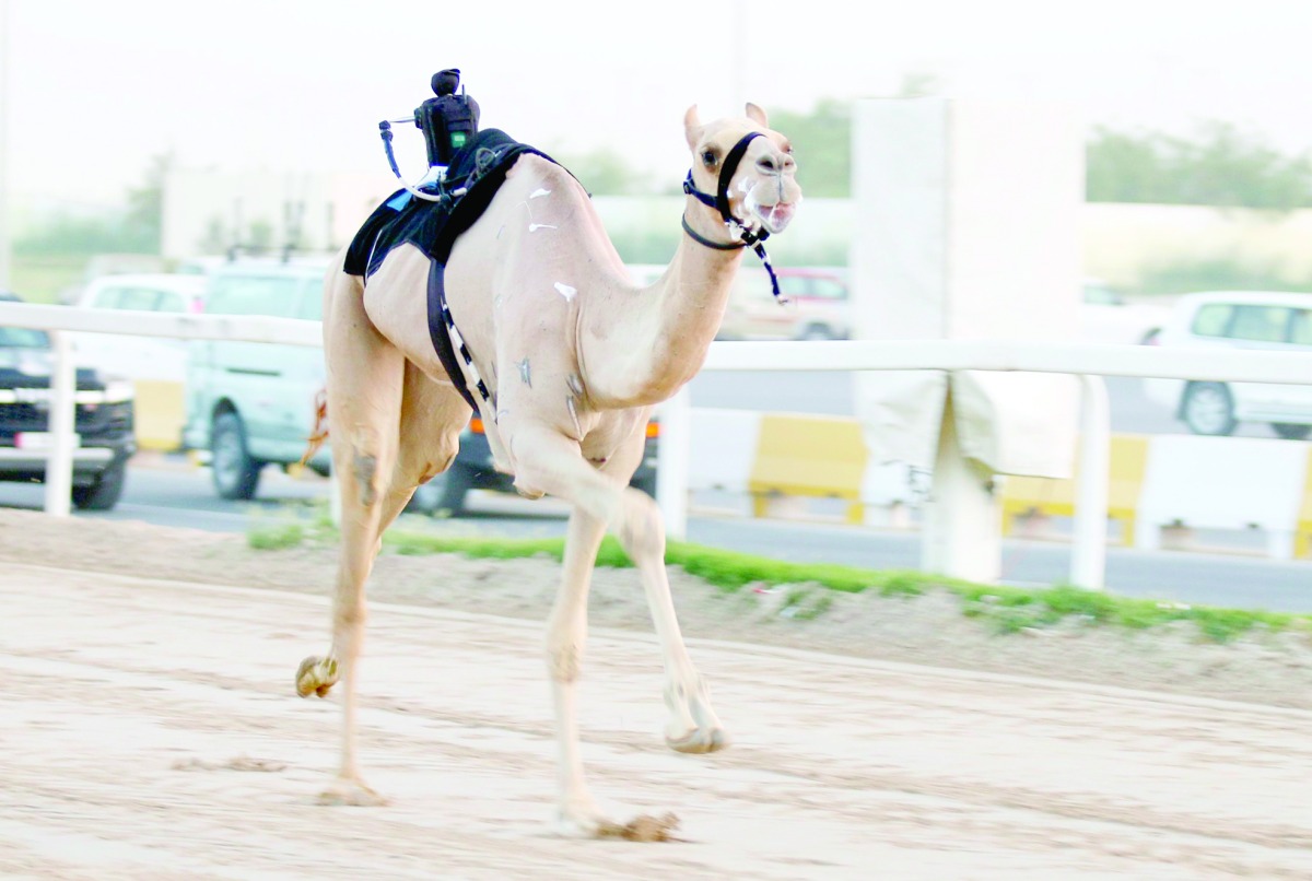 alarab