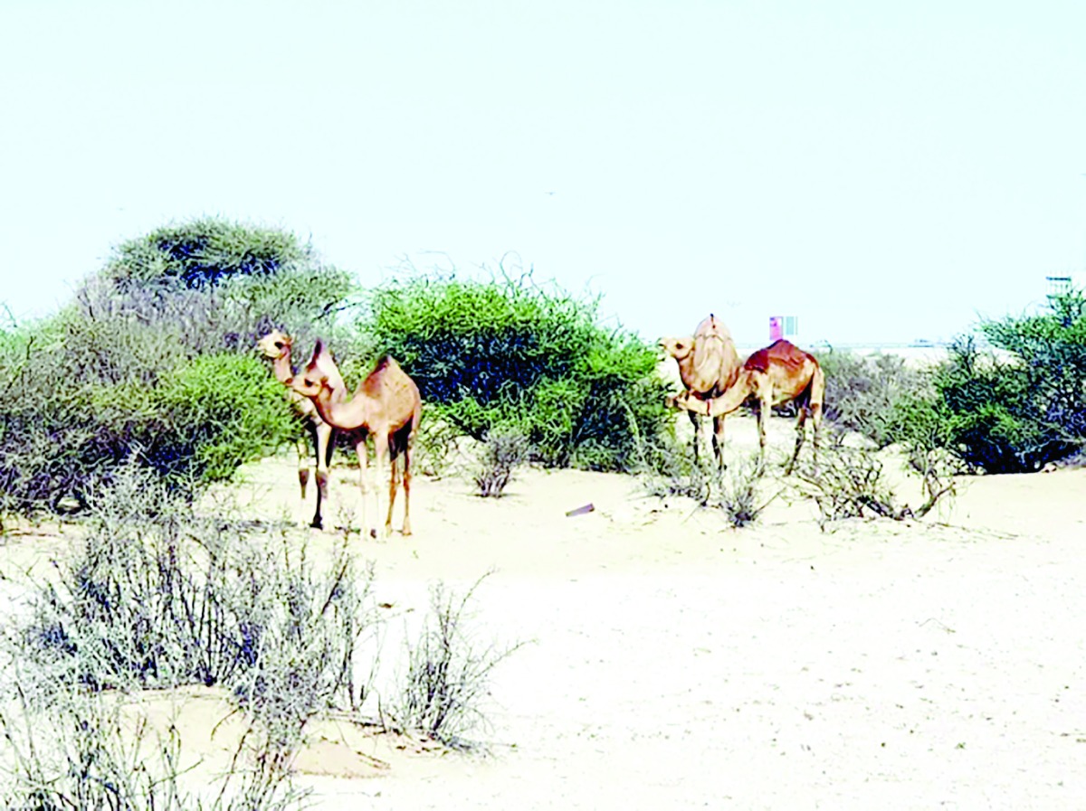 alarab
