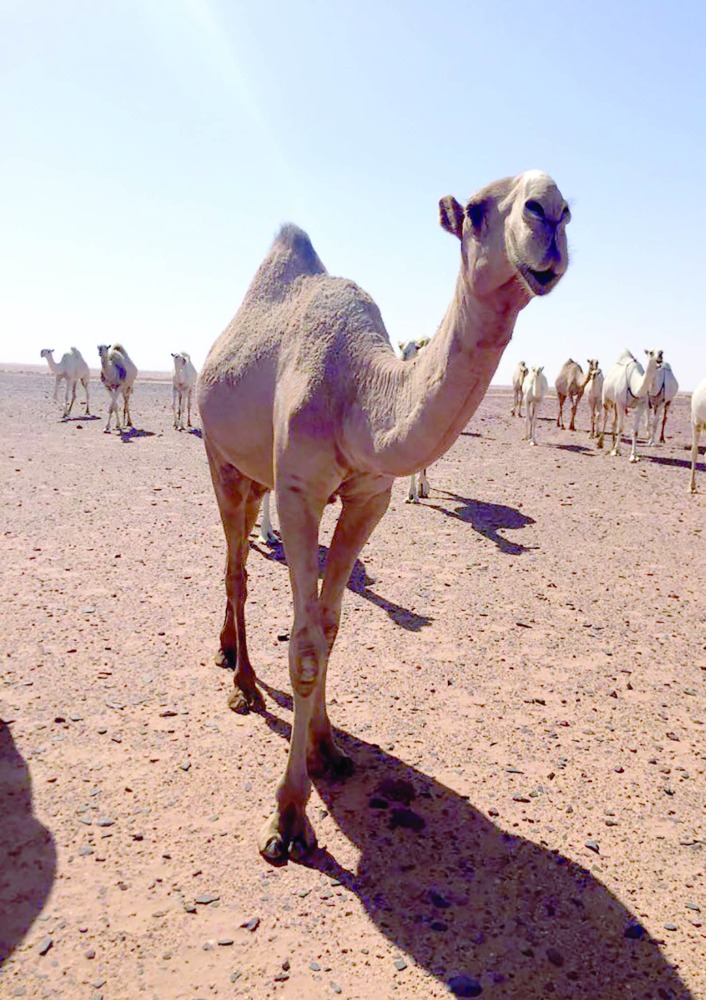 alarab