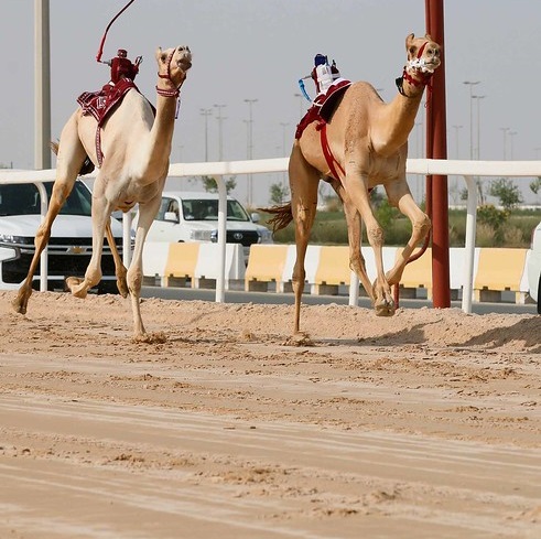 alarab