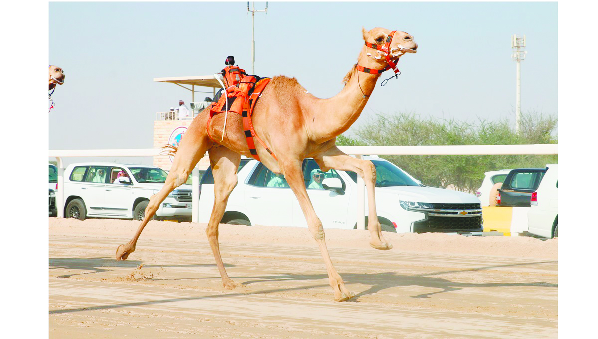 alarab