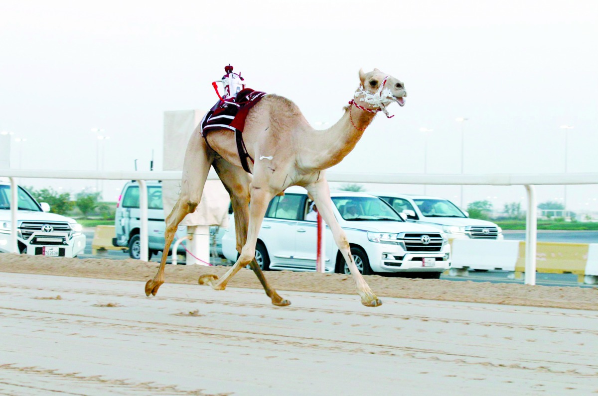 alarab