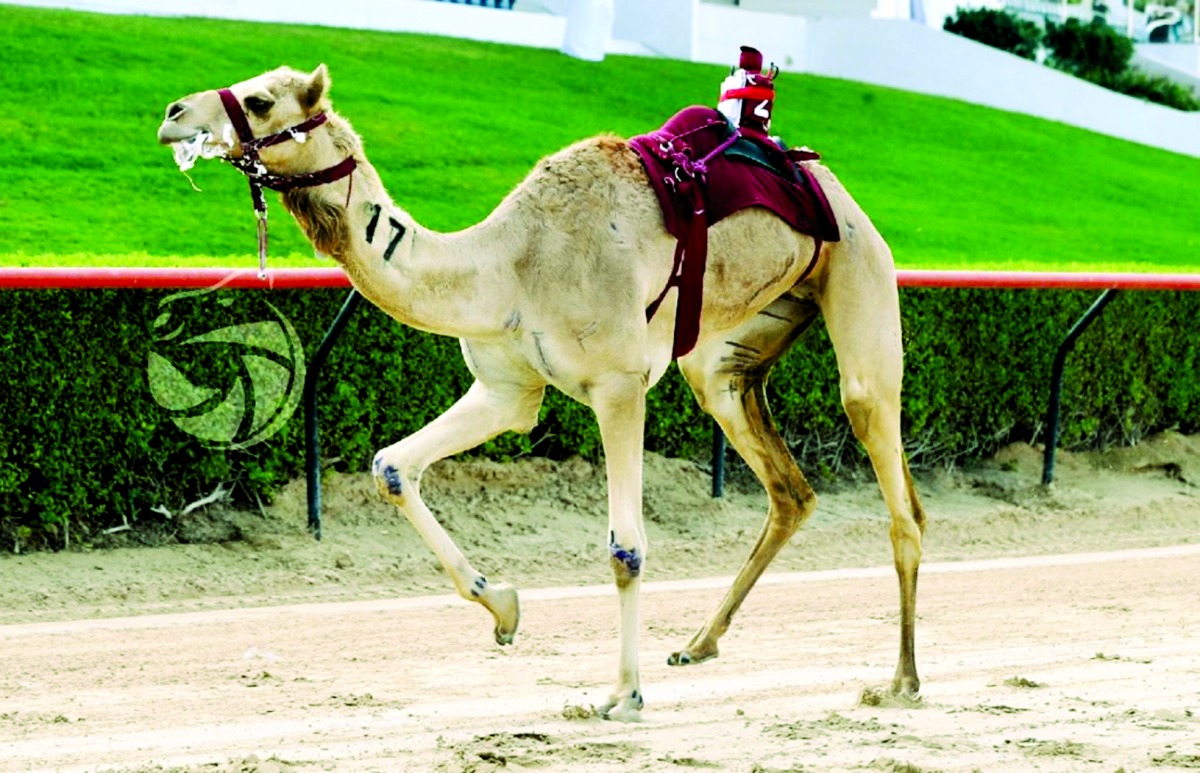 alarab