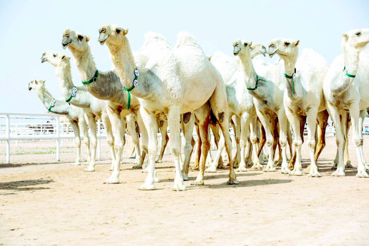 alarab