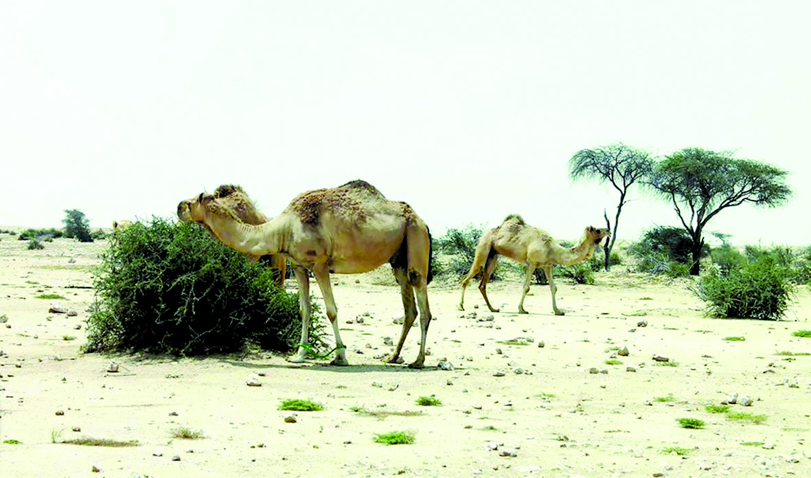 alarab