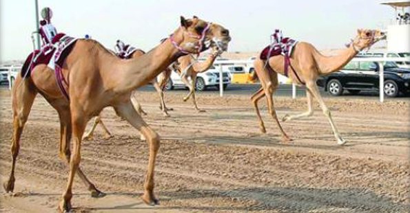 alarab