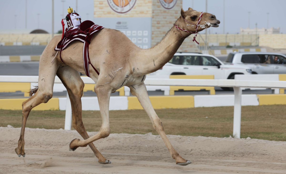alarab