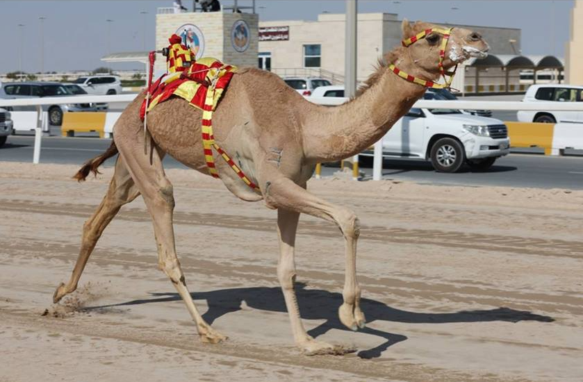 alarab