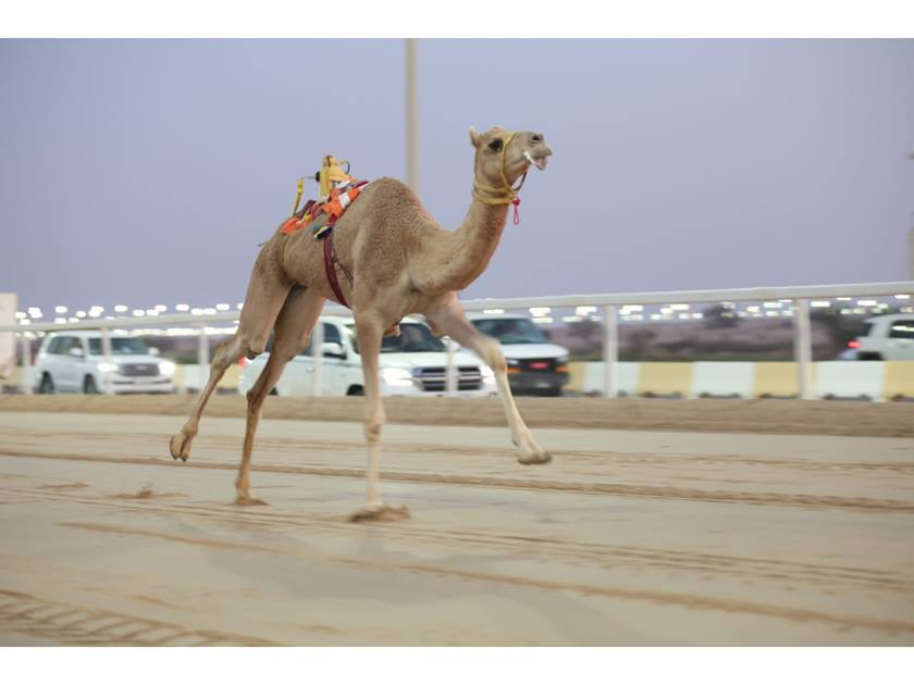 alarab