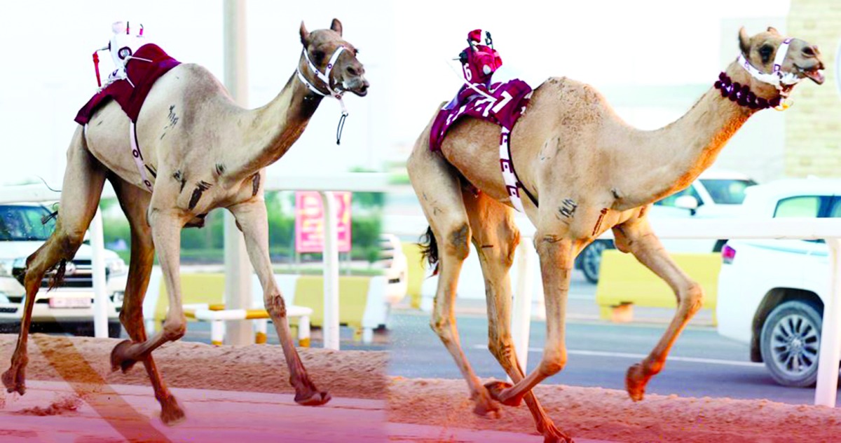 alarab