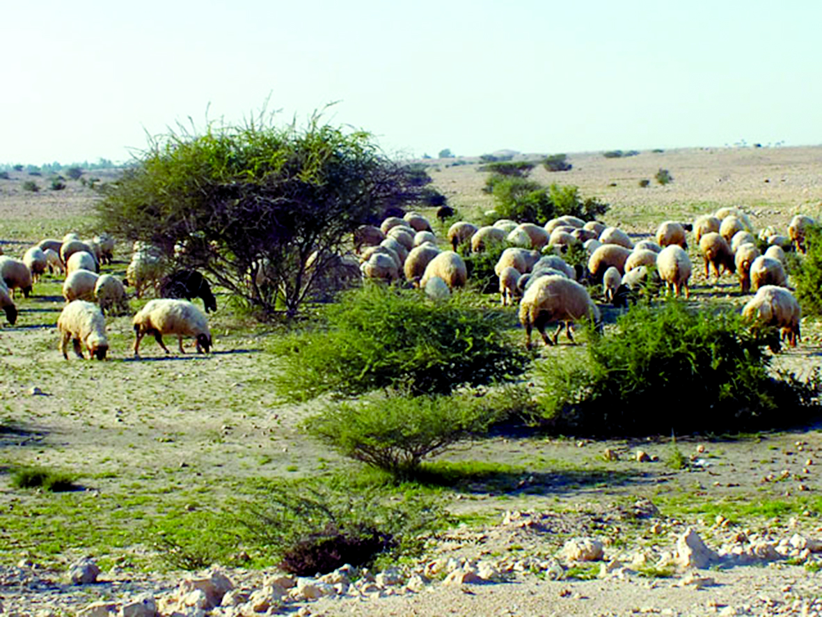 alarab