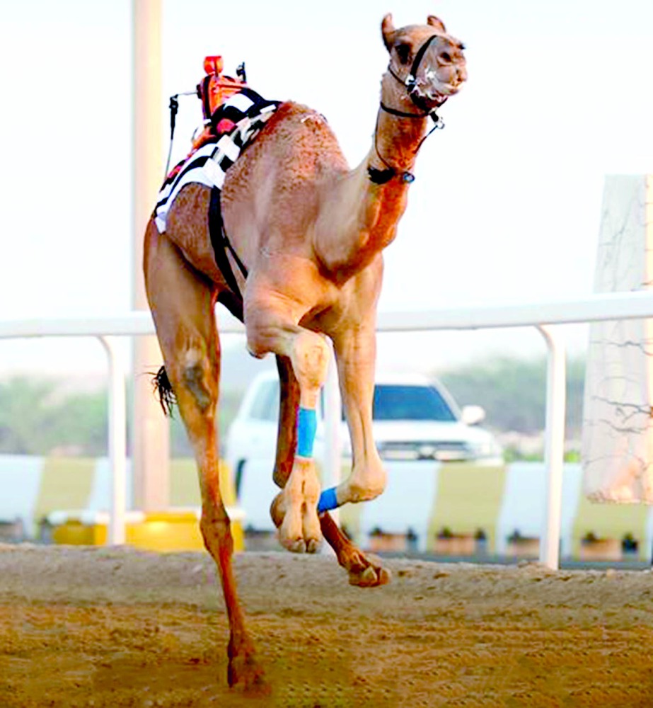 alarab