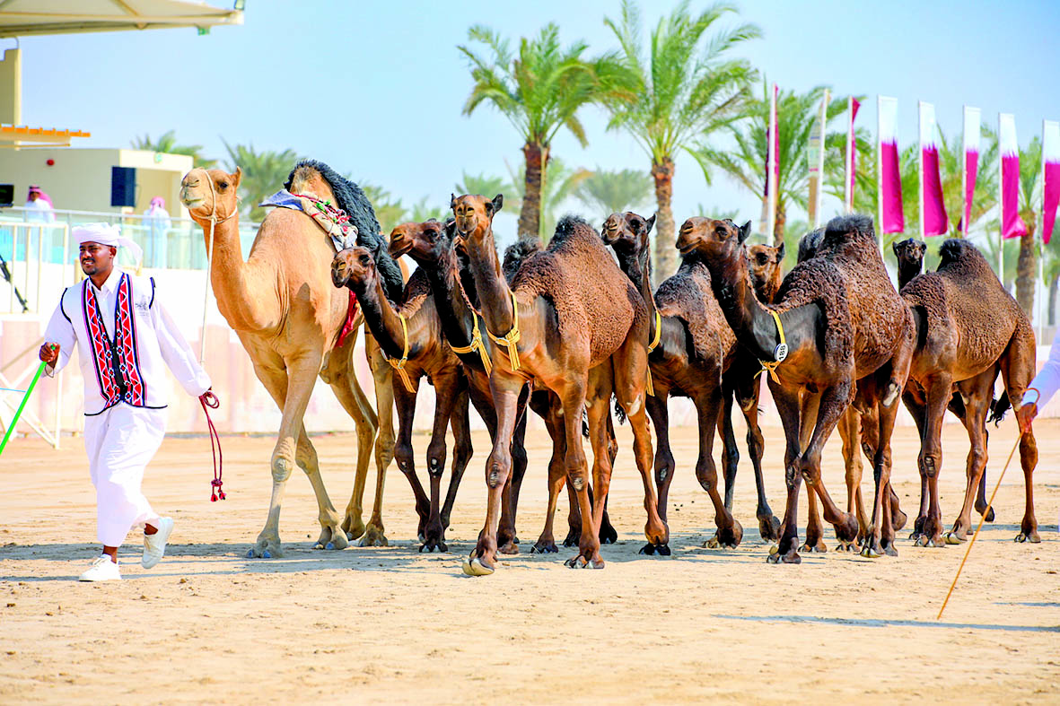 alarab
