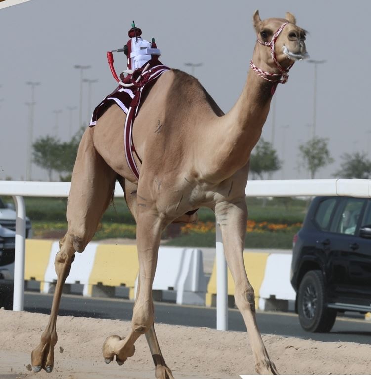 alarab