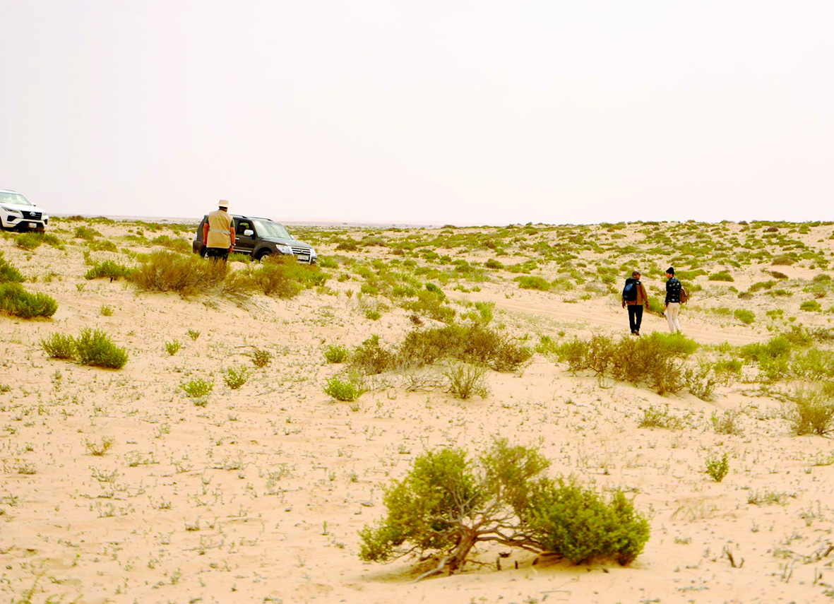 alarab