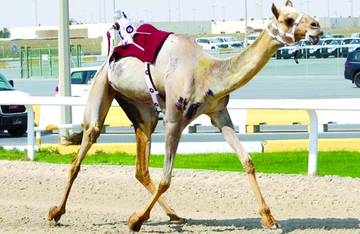alarab