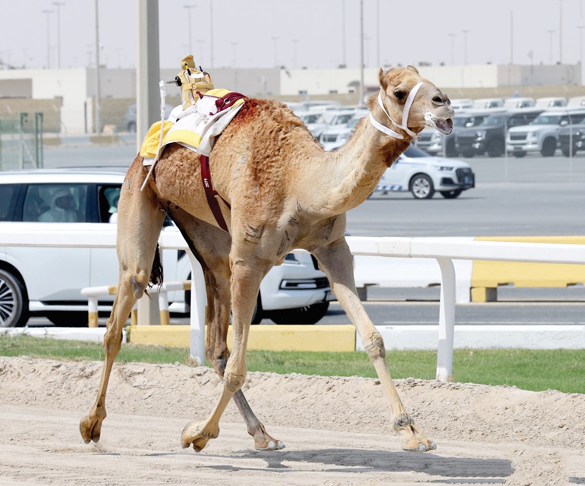 alarab