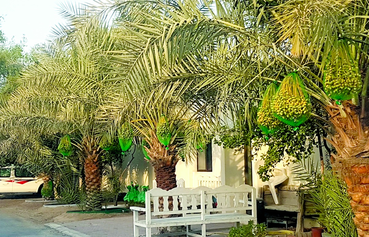 alarab