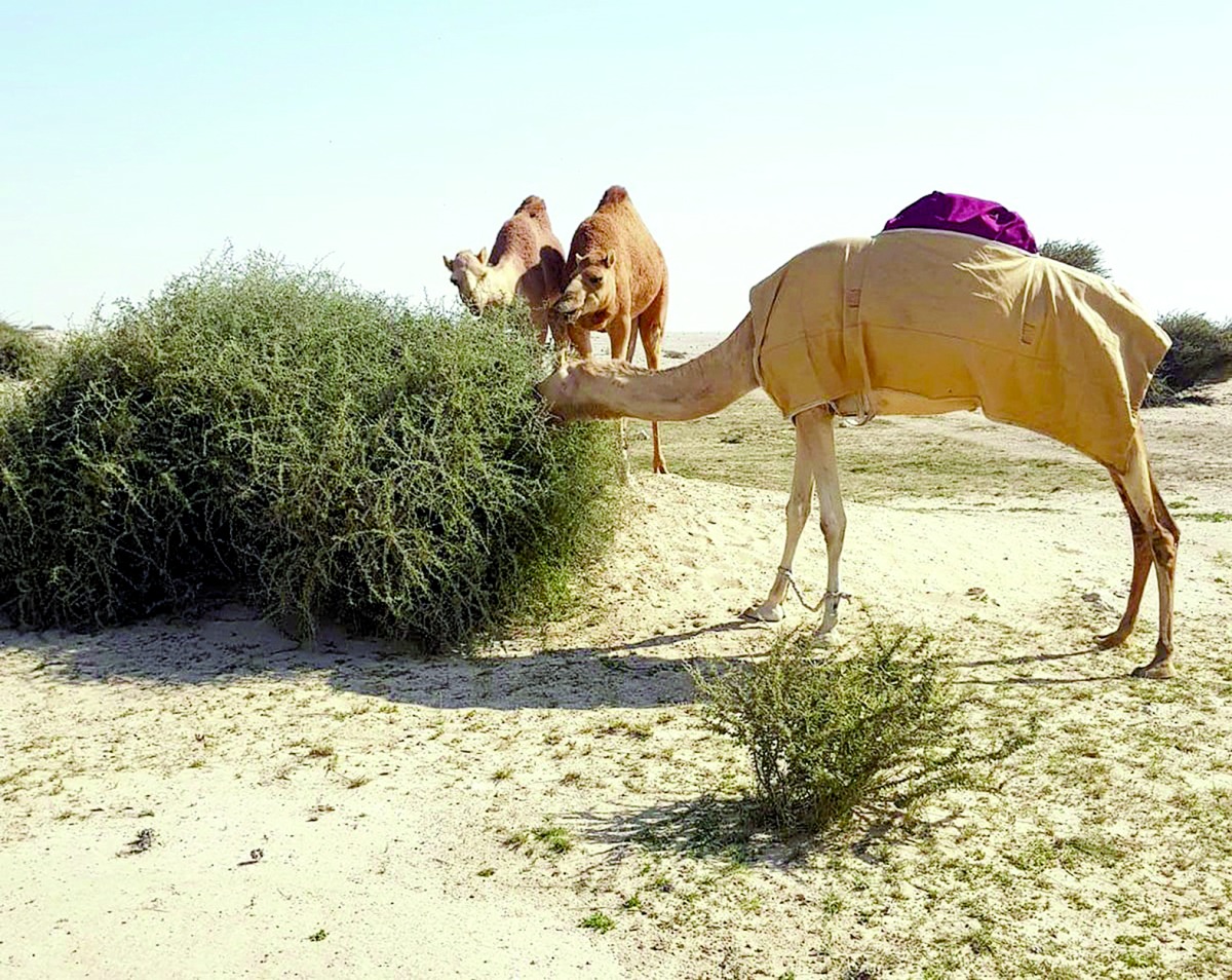 alarab