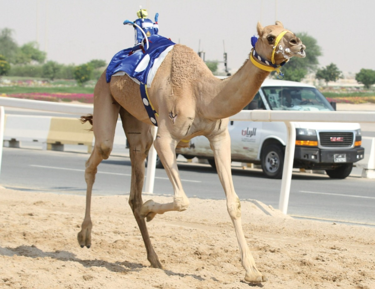 alarab
