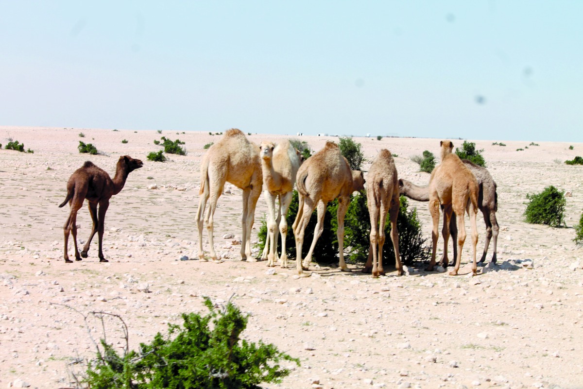 alarab
