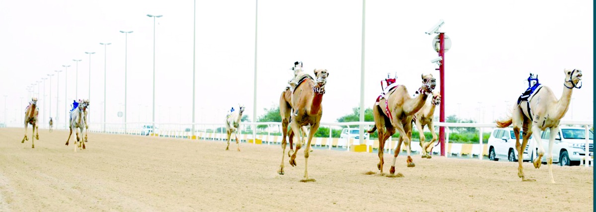 &laquo;اقعيدة&raquo; تحسم الشوط الرئيسي للجذاع بكار مفتوح