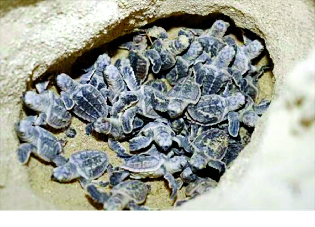 &laquo;البيئة&raquo; تطلق موسم تعشيش السلاحف البحرية