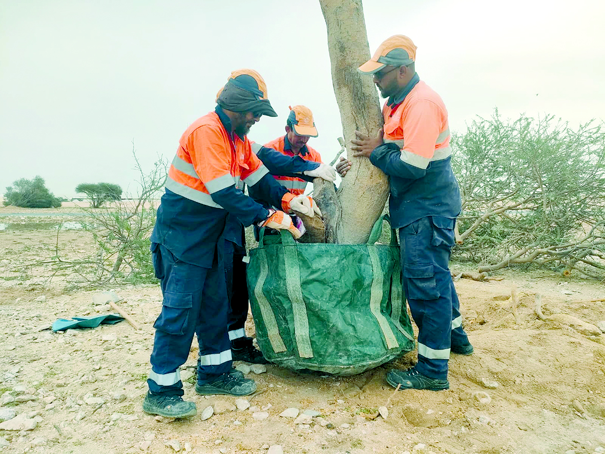 تأهيل الأشجار البرية المتضررة من الأمطار