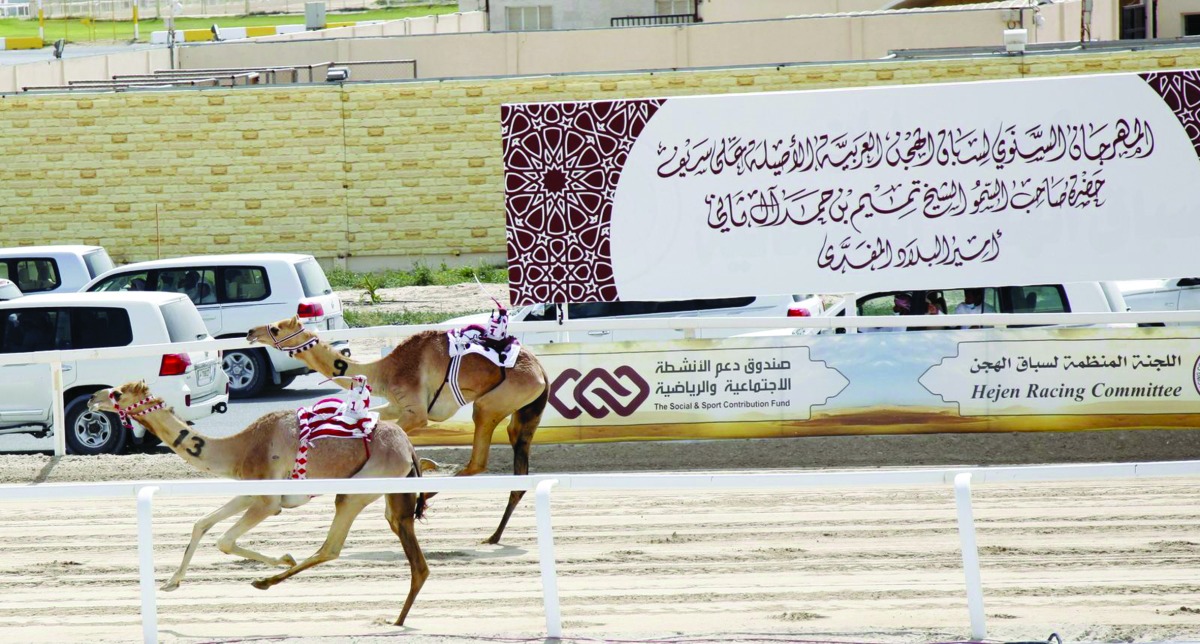 16 رمزاً ذهبياً للشيوخ و28 فضياً لأبناء القبائل.. 410 أشواط موزعة على مدار 13 يوماً