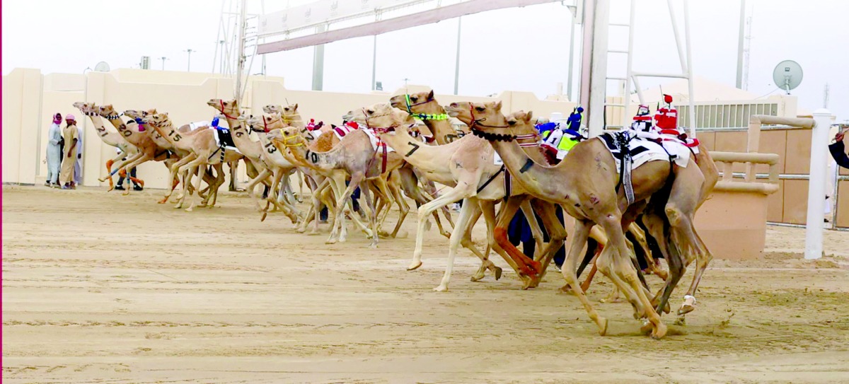 في رابع أيام مهرجان الأمير للهجن.. مشاركة كبيرة في أشواط اللقايا لإنتاج قطر