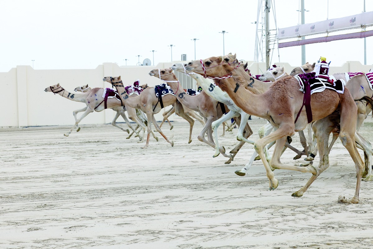 في سادس أيام المهرجان.. هجن الشحانية تفتتح نواميس اللقايا المفتوحة بأفضل توقيت
