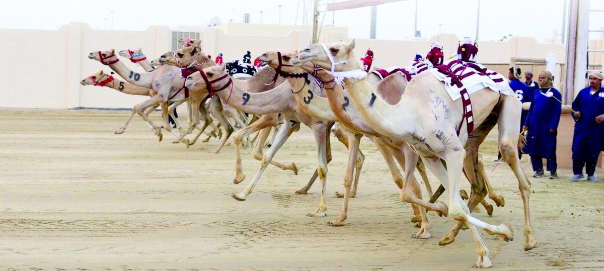 بسابع أيام المهرجان.. هجن الشحانية وهجن الرئاسة تتقاسمان ناموسي الجذاع
